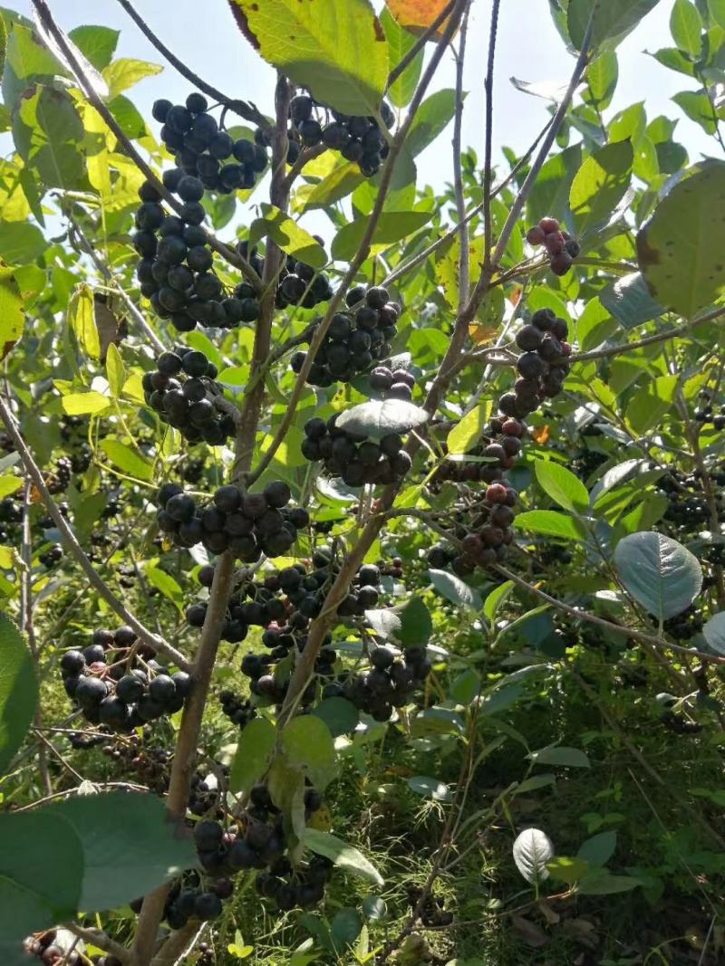 黑果花楸不老莓批发零售