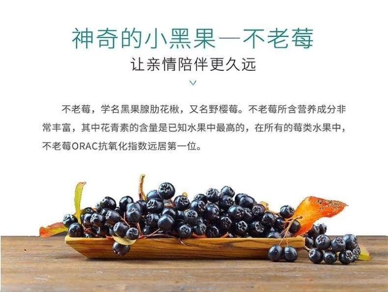 黑果花楸不老莓批发零售