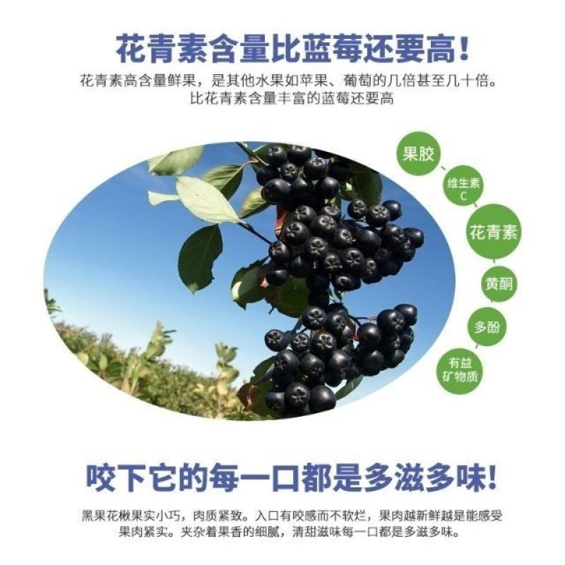 黑果花楸不老莓批发零售