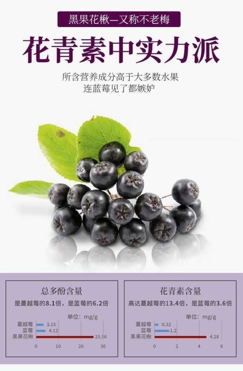 黑果花楸不老莓批发零售