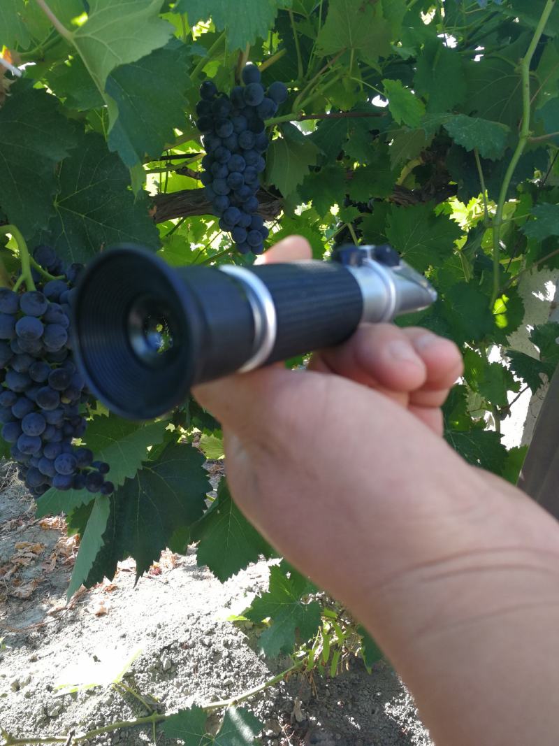 新疆夏黑蜜而脆葡萄大量出售