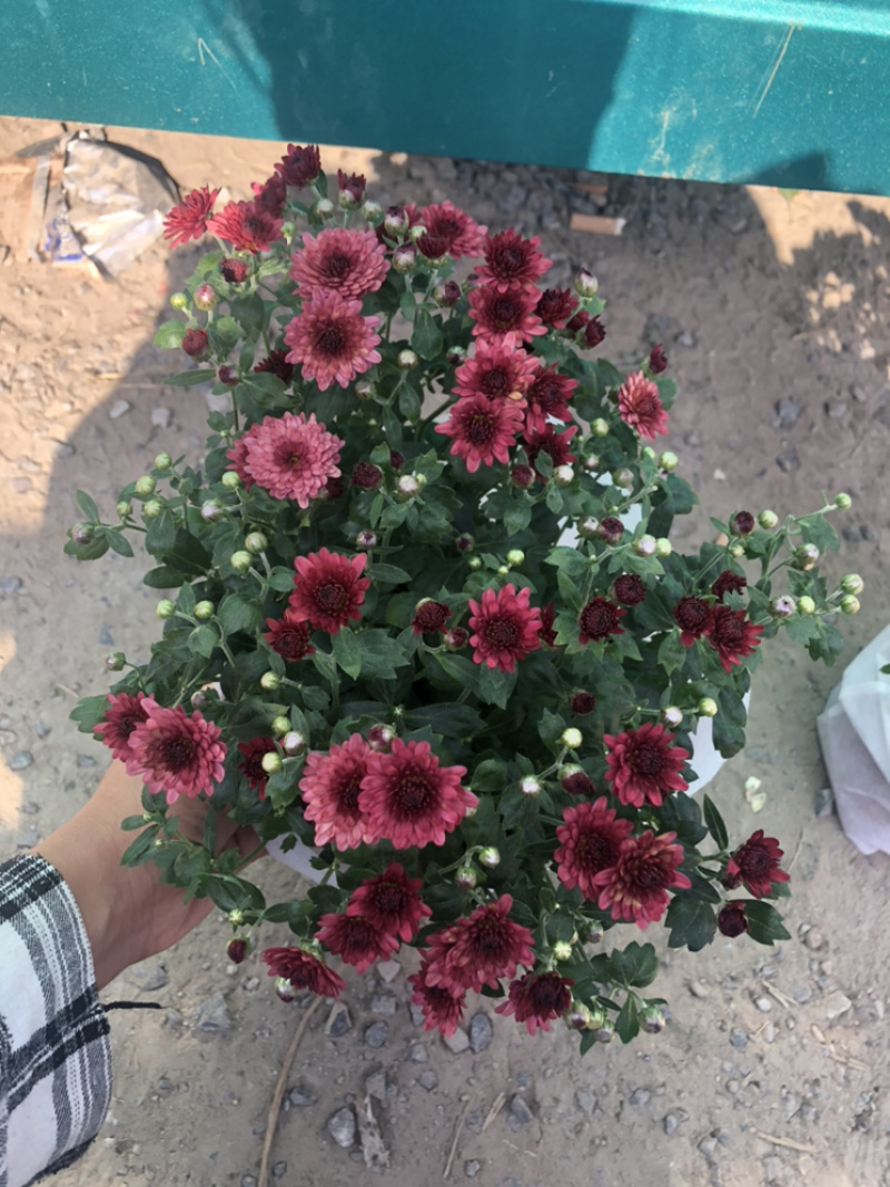 球菊150杯荷兰菊菊花室内外盆栽租摆青州货