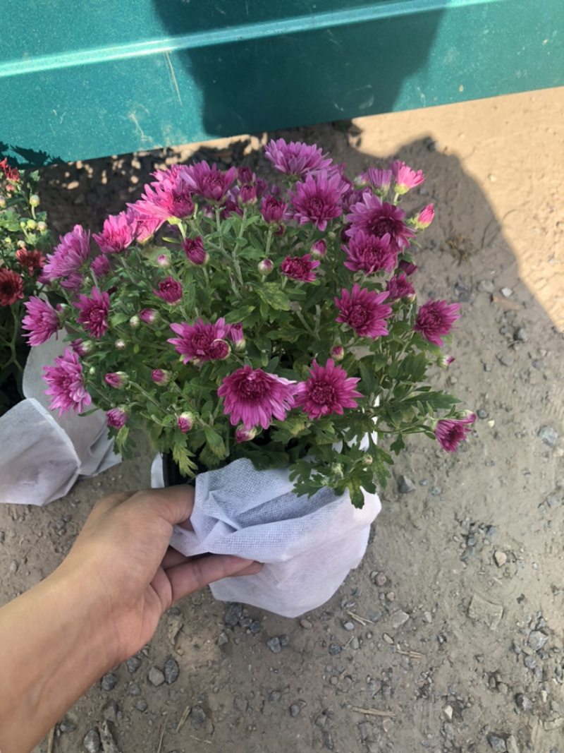 球菊150杯荷兰菊菊花室内外盆栽租摆青州货