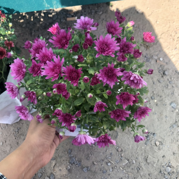 球菊150杯荷兰菊菊花室内外盆栽租摆青州货