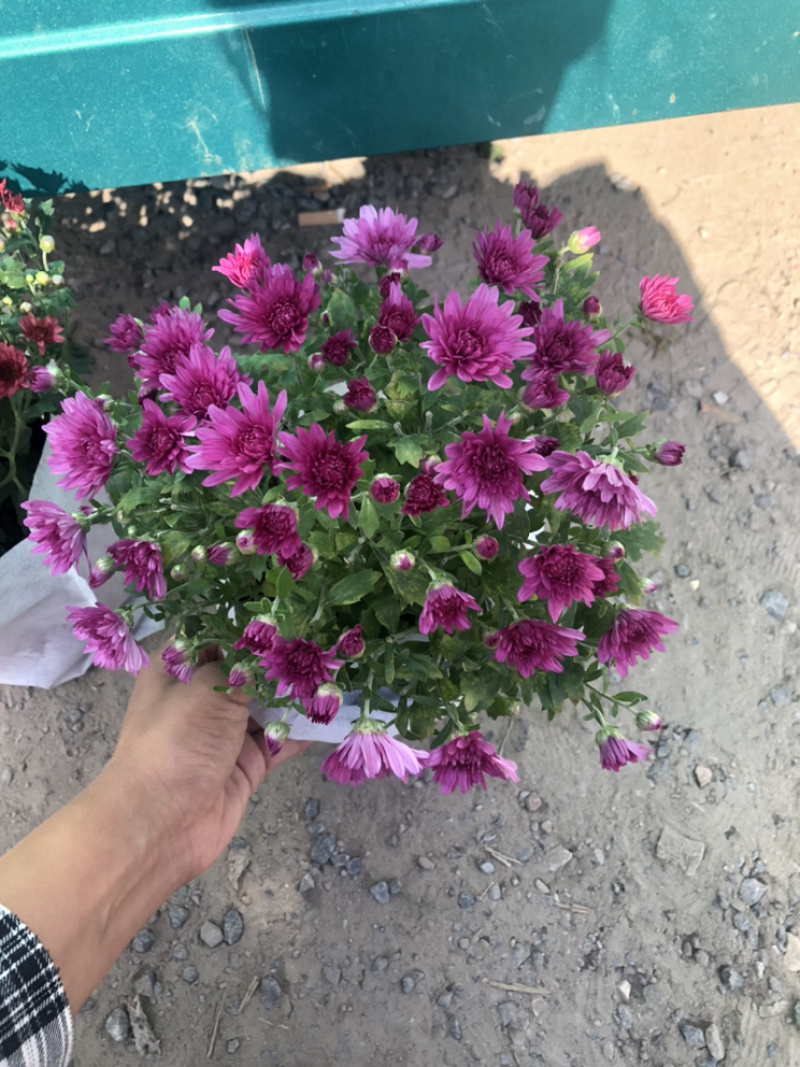 球菊150杯荷兰菊菊花室内外盆栽租摆青州货
