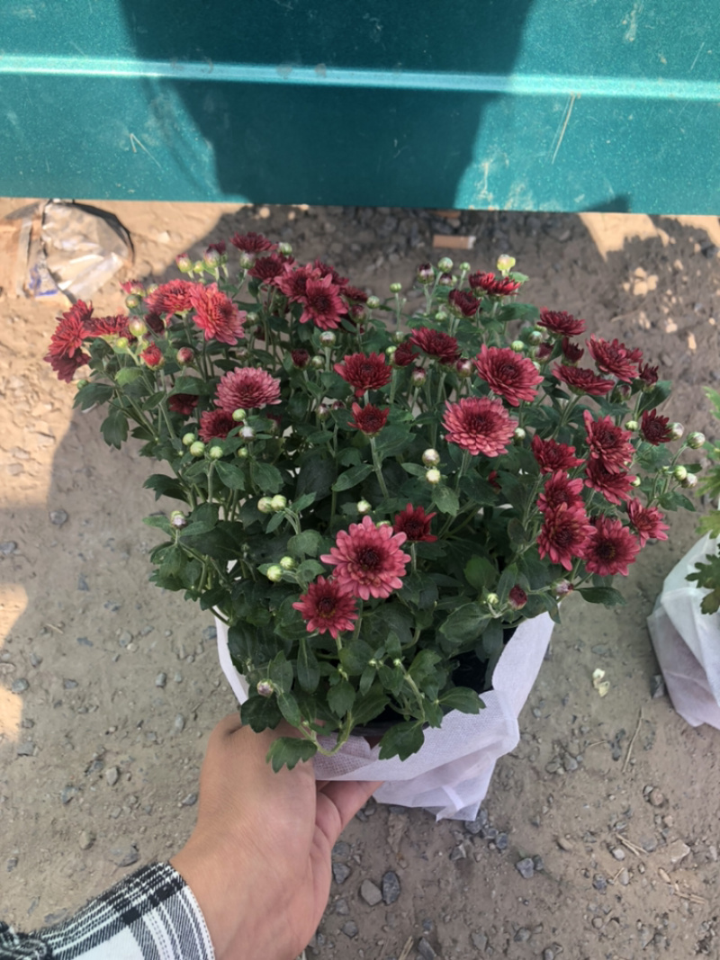 球菊150杯荷兰菊菊花室内外盆栽租摆青州货