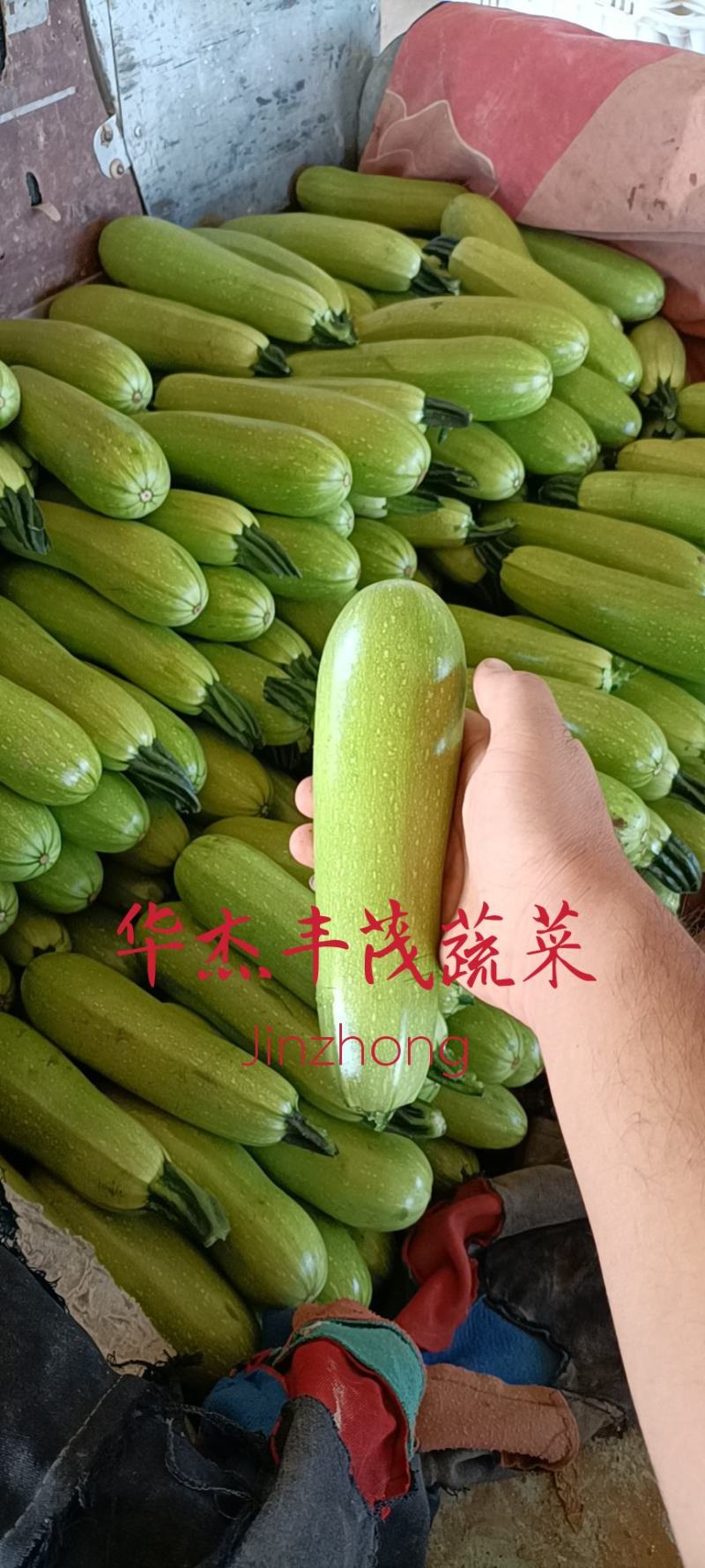 拱棚绿皮西葫芦，条形好，颜色绿，产地直发，价格从优