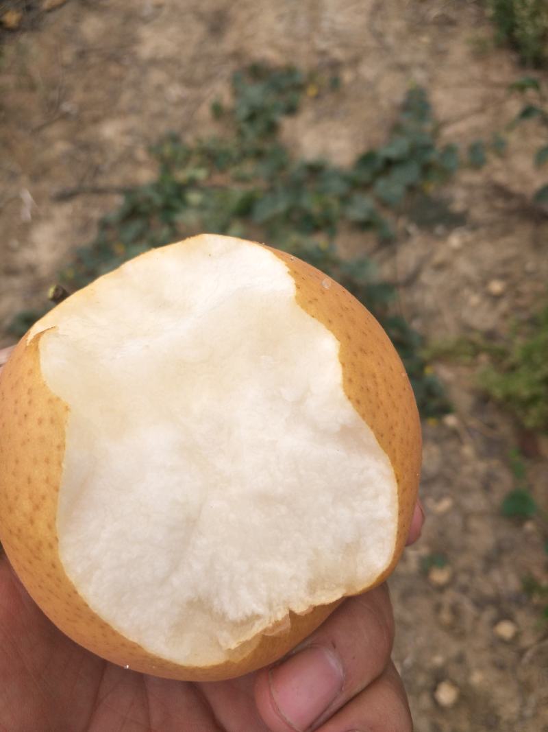 晚秋黄梨，大园子货，质量很好