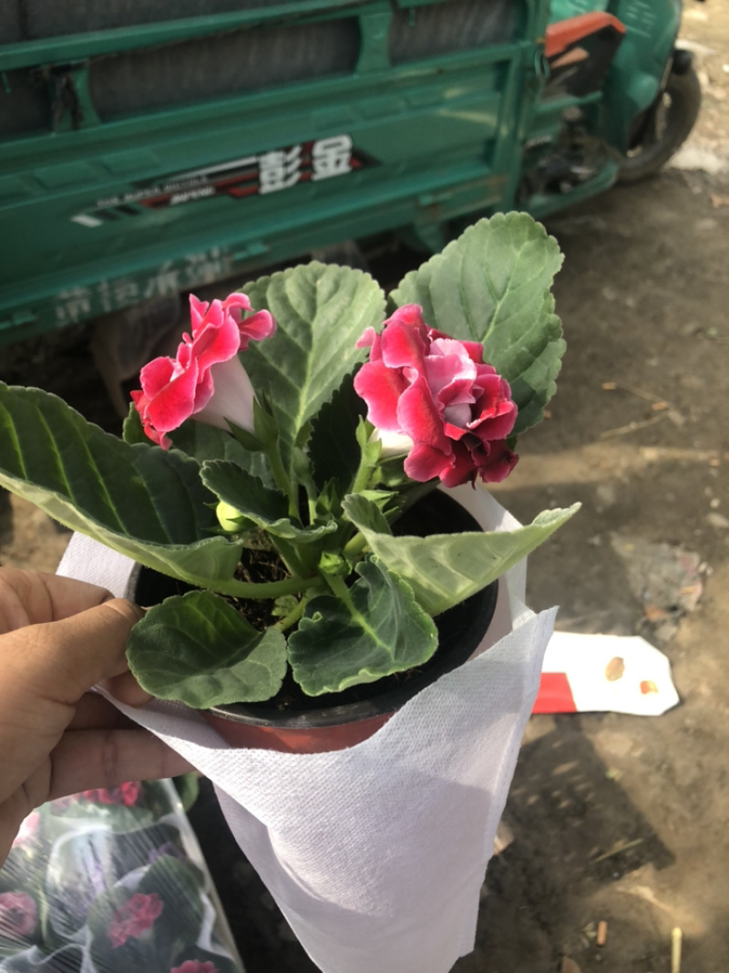 芙蓉花大岩桐花苞不断室内观赏盆花青州货源