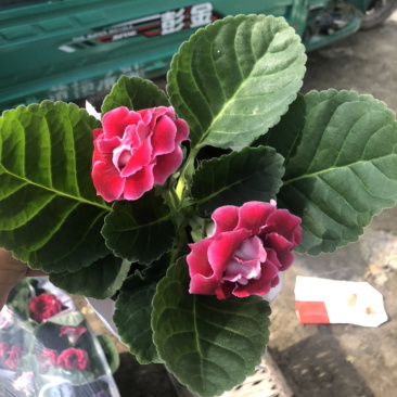 芙蓉花大岩桐花苞不断室内观赏盆花青州货源