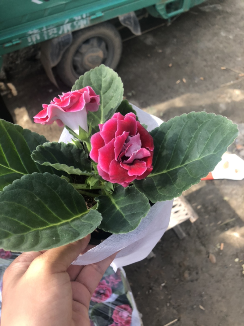 芙蓉花大岩桐花苞不断室内观赏盆花青州货源