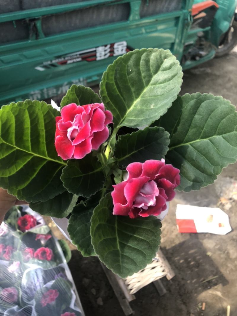芙蓉花大岩桐花苞不断室内观赏盆花青州货源