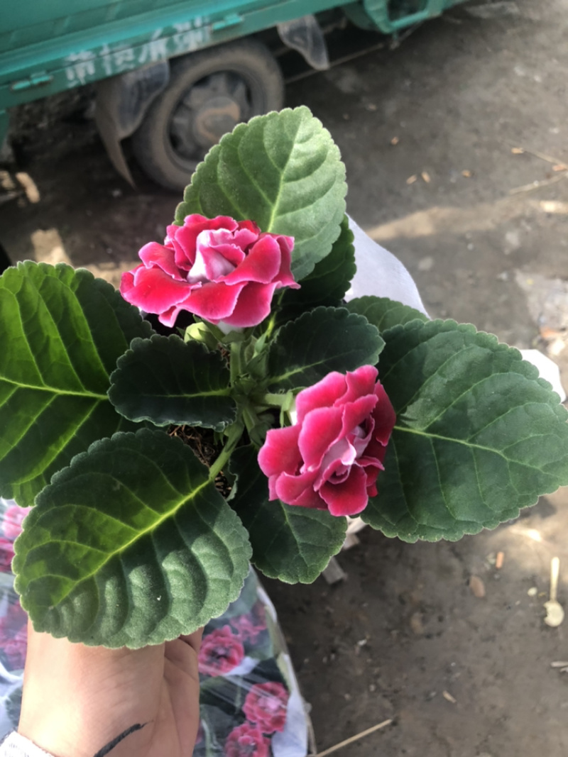 芙蓉花大岩桐花苞不断室内观赏盆花青州货源