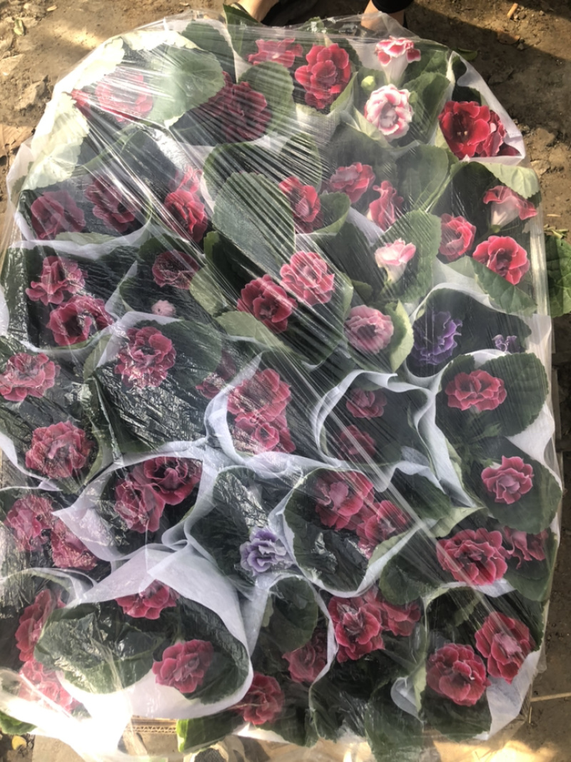 芙蓉花大岩桐花苞不断室内观赏盆花青州货源