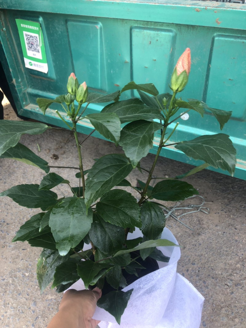 重瓣木槿大红色单色重瓣木槿棵型好量大价优青州货