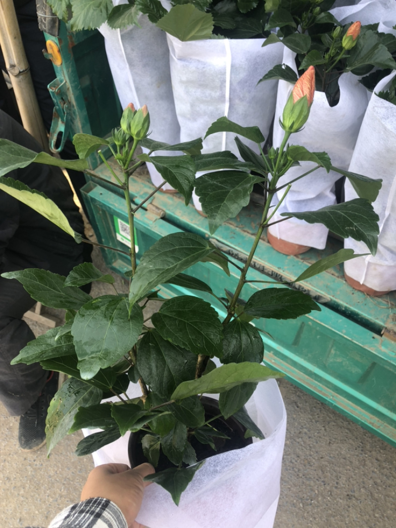 重瓣木槿大红色单色重瓣木槿棵型好量大价优青州货