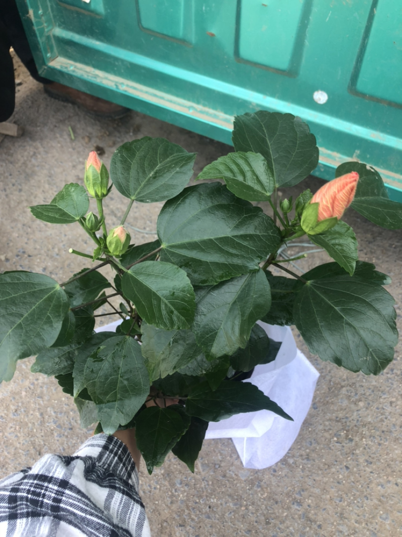 重瓣木槿大红色单色重瓣木槿棵型好量大价优青州货