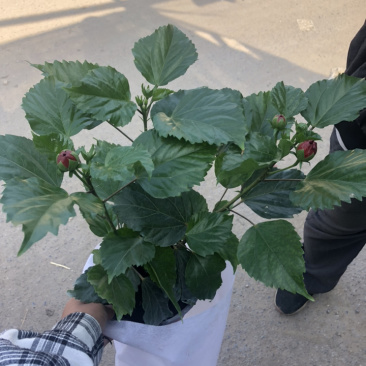 重瓣木槿大红色单色重瓣木槿棵型好量大价优青州货