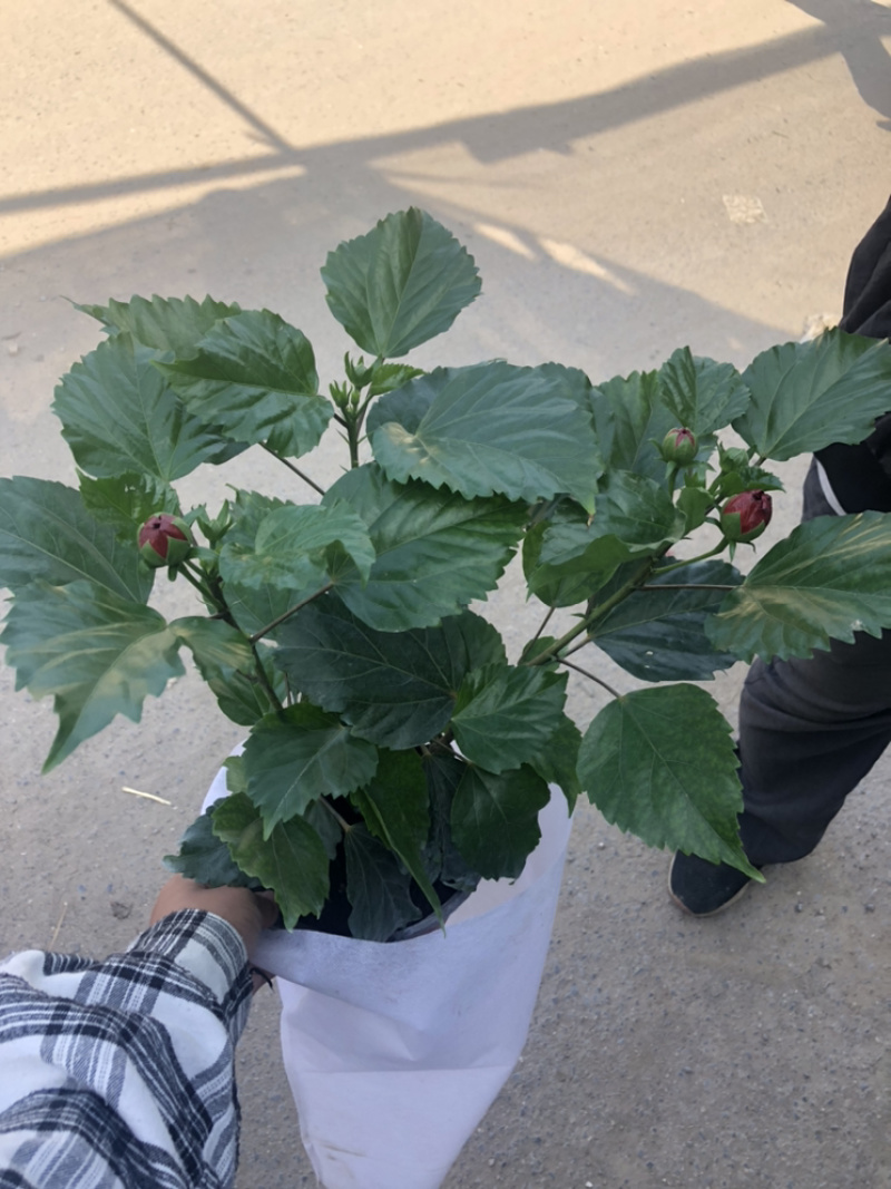 重瓣木槿大红色单色重瓣木槿棵型好量大价优青州货