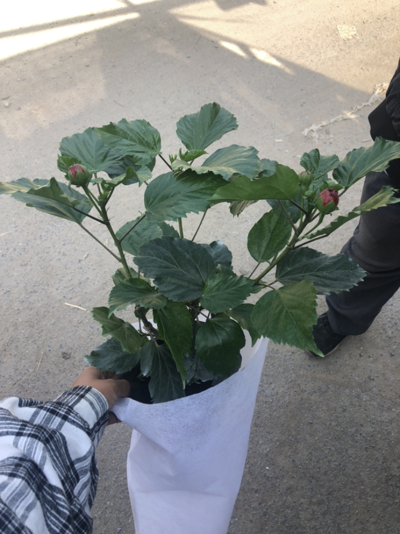 重瓣木槿大红色单色重瓣木槿棵型好量大价优青州货