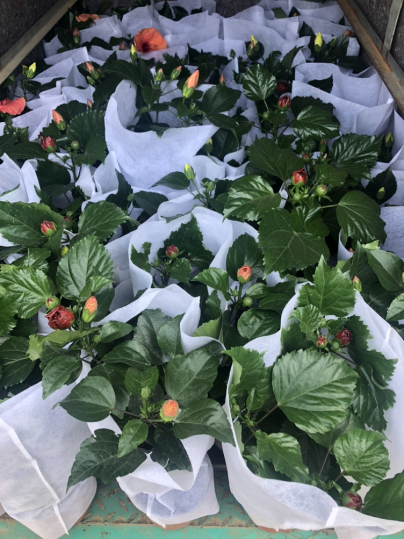 重瓣木槿大红色单色重瓣木槿棵型好量大价优青州货