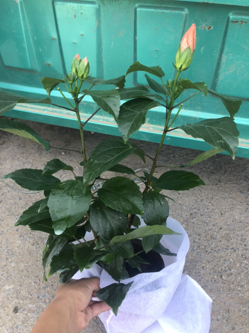 重瓣木槿大红色单色重瓣木槿棵型好量大价优青州货