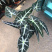 小仙女盆景造型淘宝电商量大价优青州货源