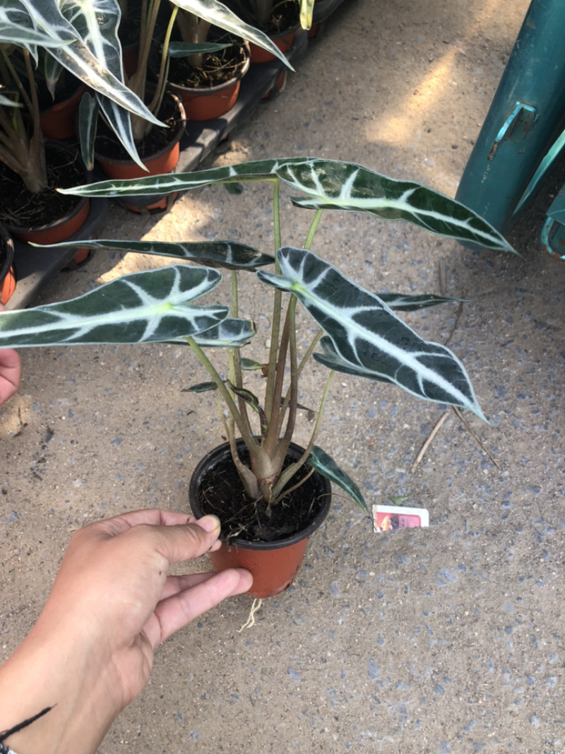 小仙女盆景造型淘宝电商量大价优青州货源
