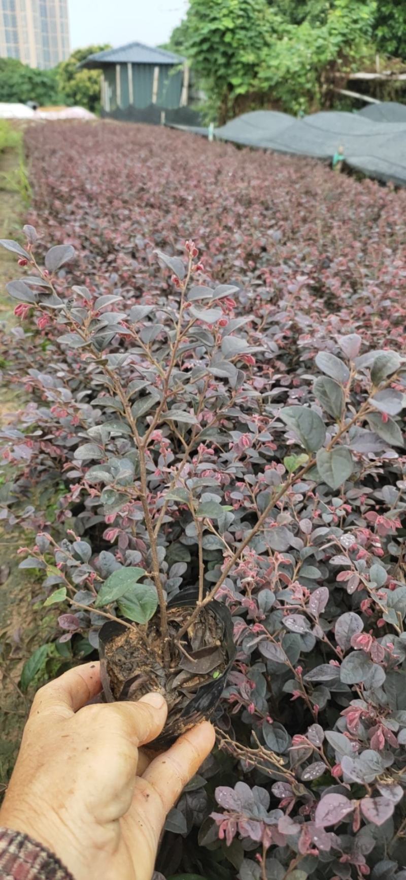 红花继木(15一20高地被袋苗基地直销，全国发货