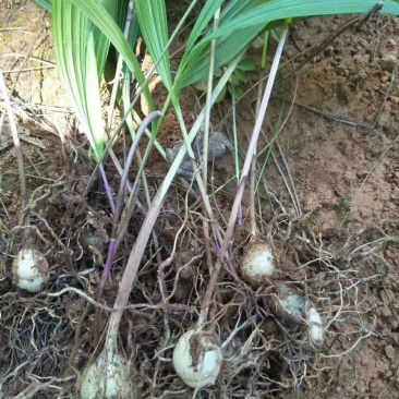 野生圆白芨鲜货，通货喜欢的老板联系我，满足你的需求