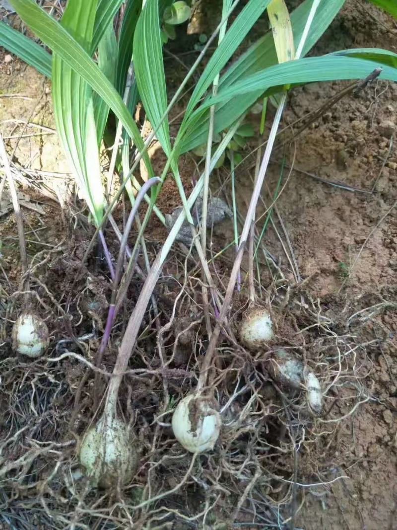 野生圆白芨鲜货，通货喜欢的老板联系我，满足你的需求