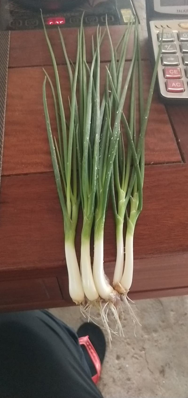 湛江香葱遂溪香葱徐闻香葱