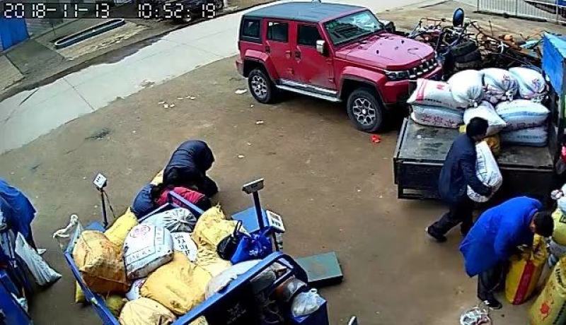 苦槠子产地江西樟树