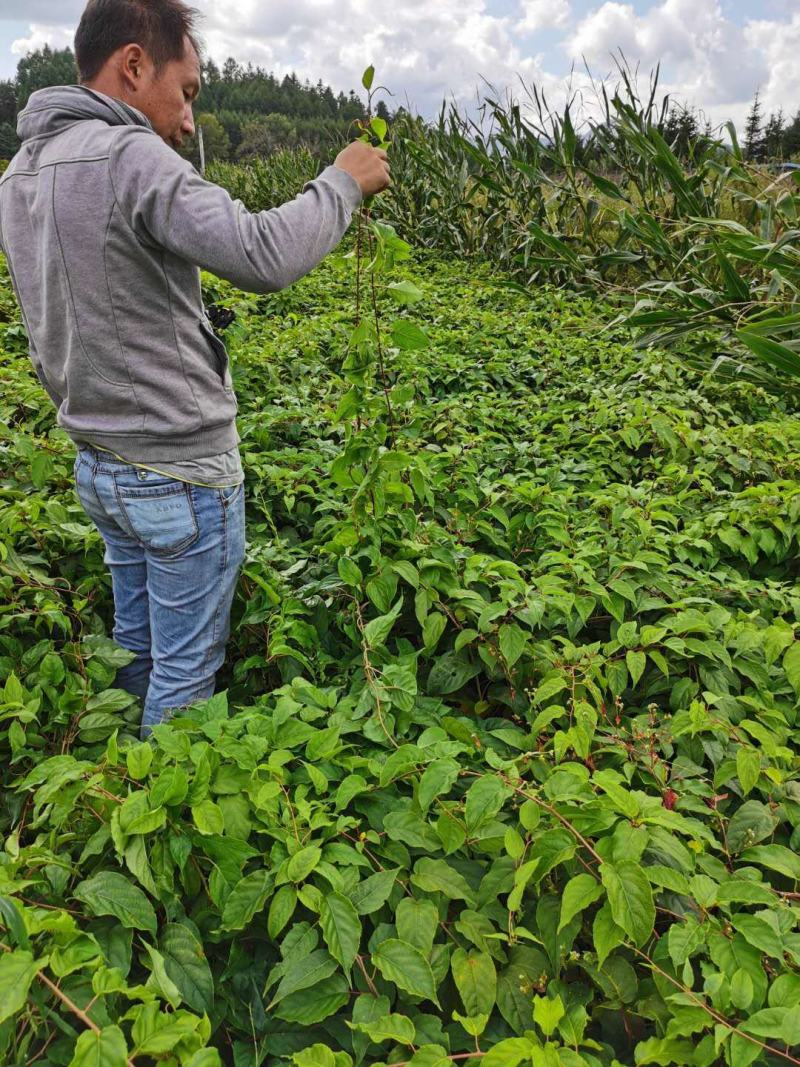 【精选】软枣苗一手货源二年生三年生软枣苗数量有限量大从优