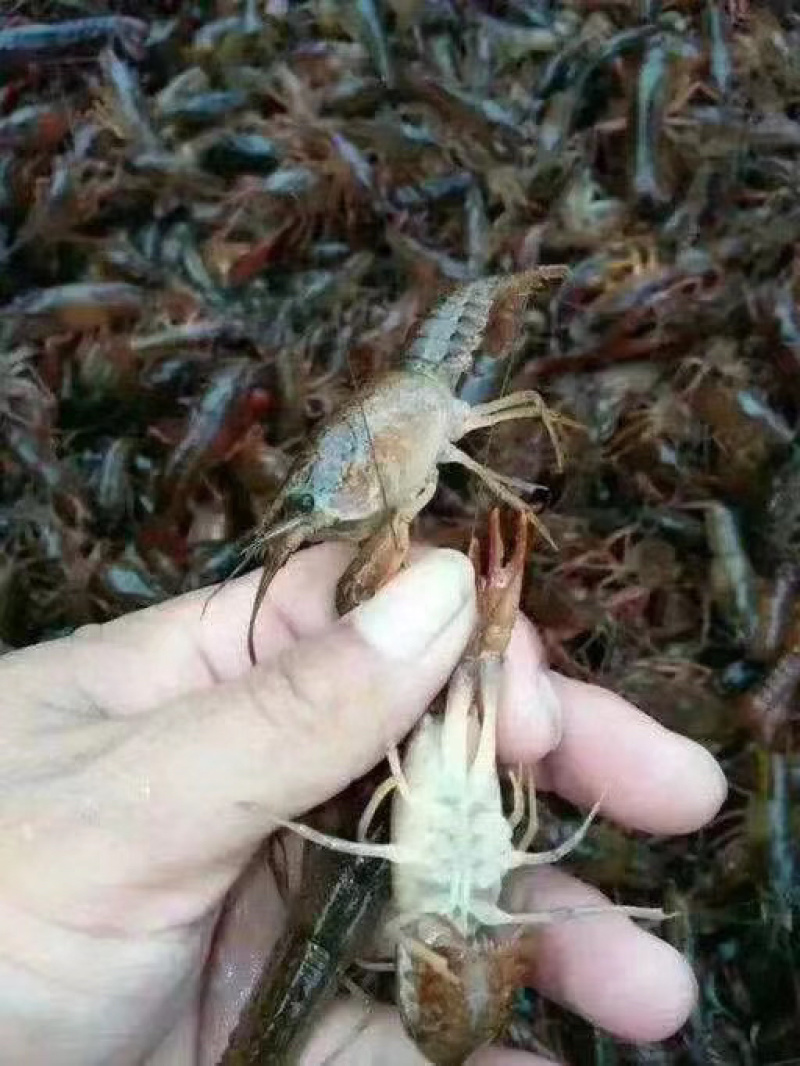 常年出售优质虾苗，种虾，保证成活率，免费提供养殖技术