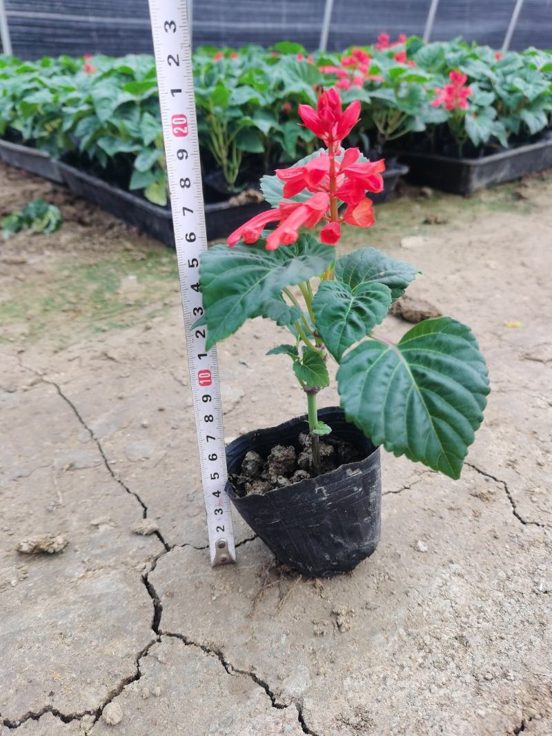 一串红时令草花绿化工程