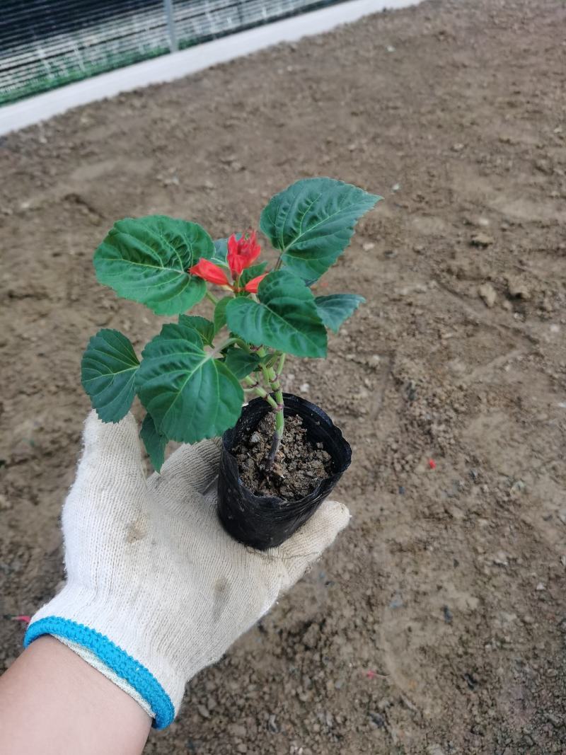 一串红时令草花绿化工程