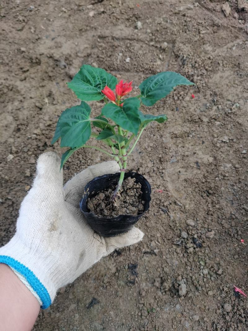 一串红时令草花绿化工程