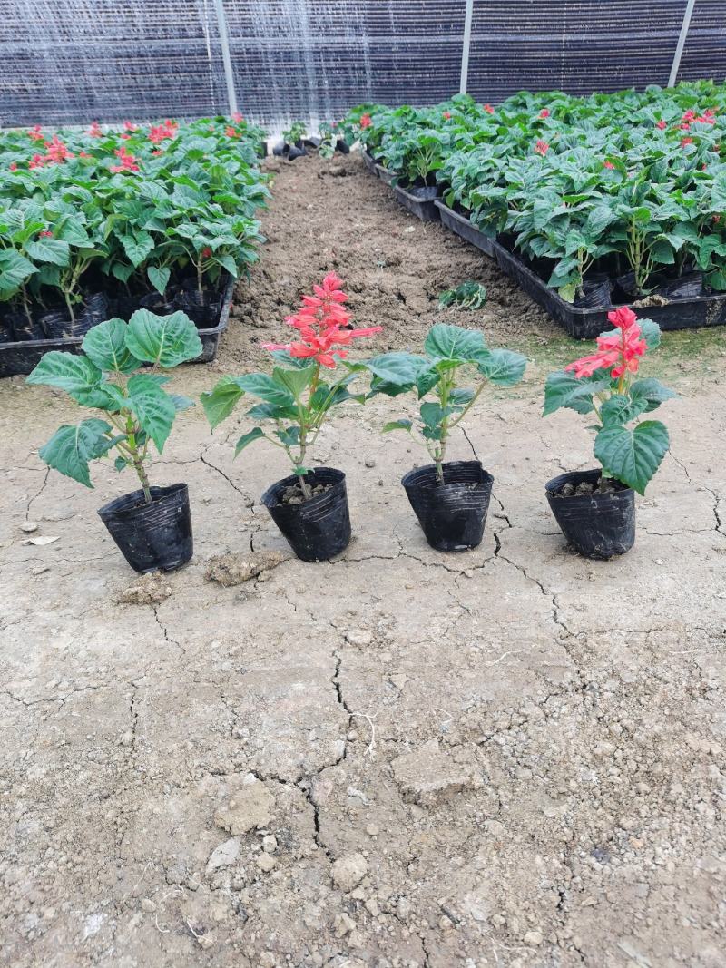 一串红时令草花绿化工程