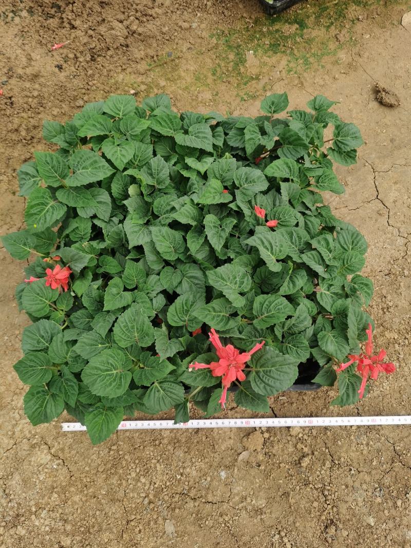 一串红时令草花绿化工程