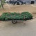 一串红时令草花绿化工程