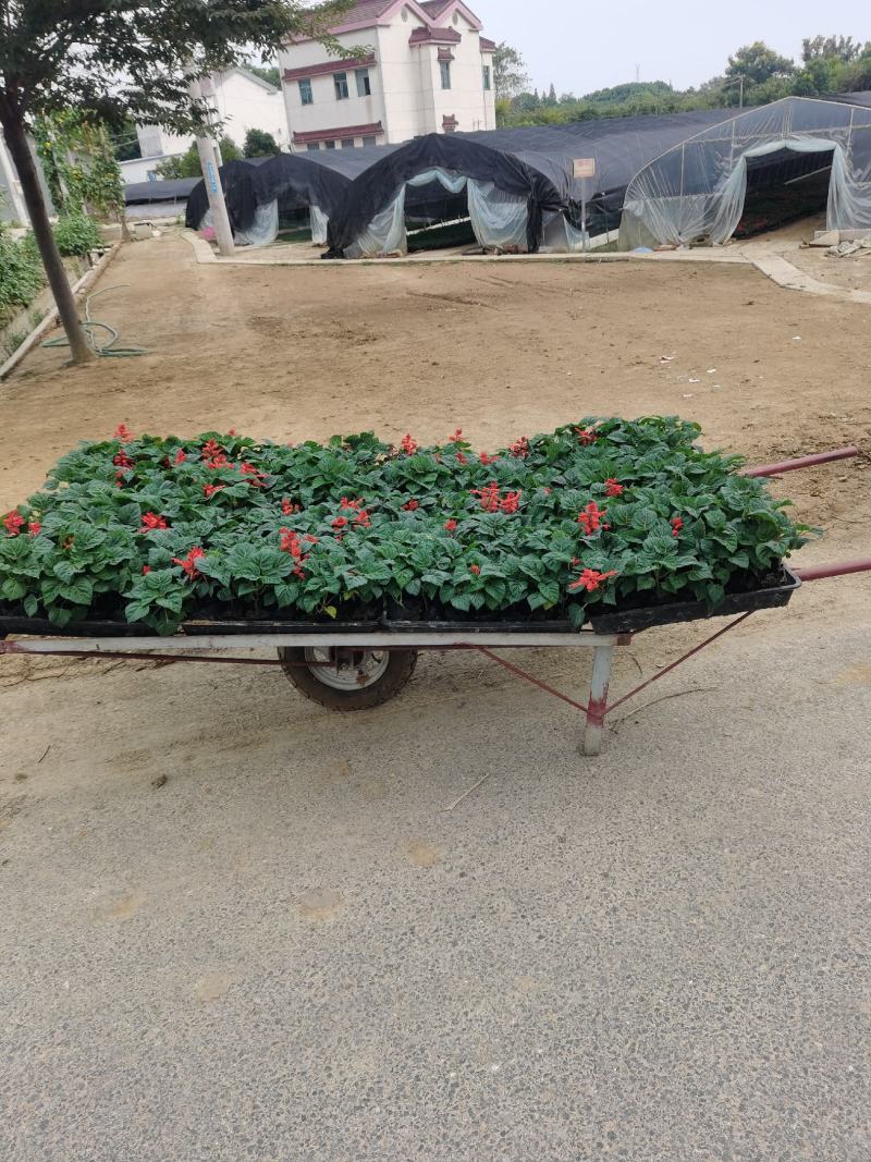 一串红时令草花绿化工程