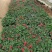 一串红时令草花绿化工程