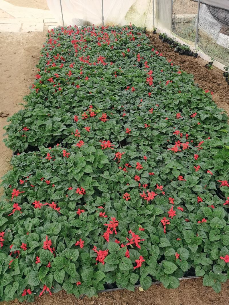 一串红时令草花绿化工程