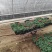 一串红时令草花绿化工程