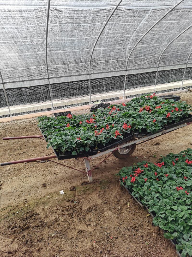 一串红时令草花绿化工程