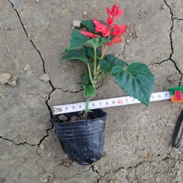 一串红时令草花绿化工程