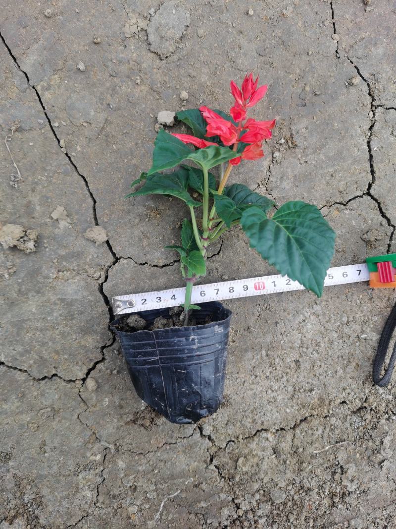 一串红时令草花绿化工程