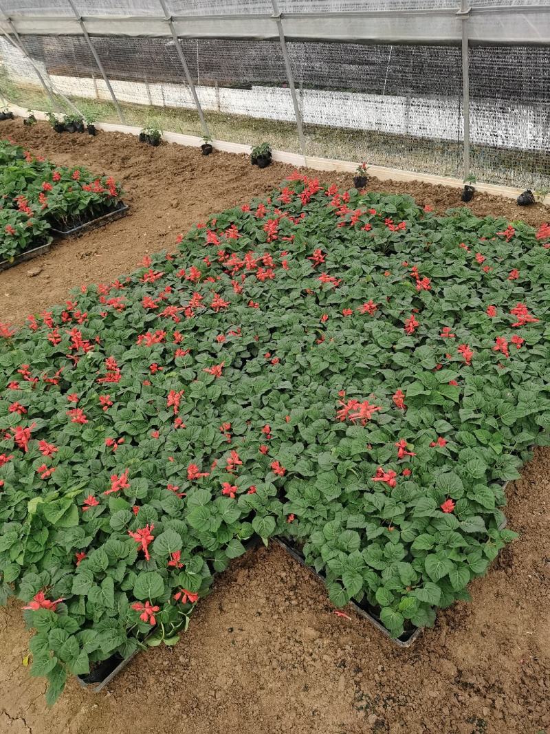 一串红时令草花绿化工程