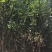相思树苗20-50cm高，100--500高，1-5公